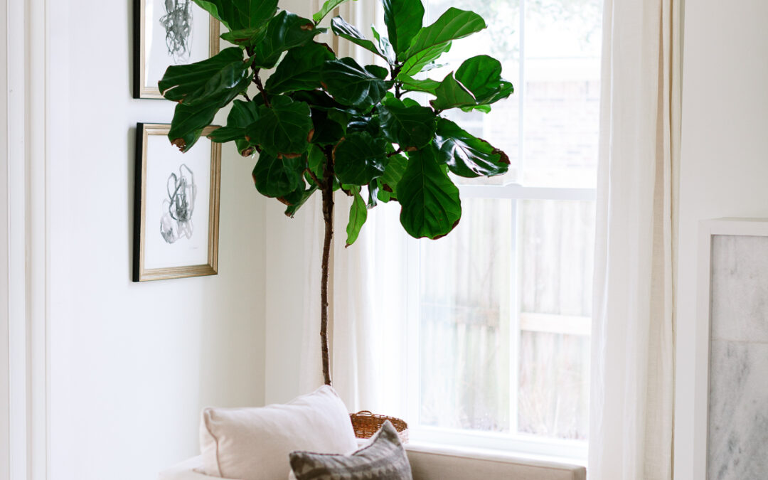 5 Houseplants we are Welcoming into Our Homes this Month