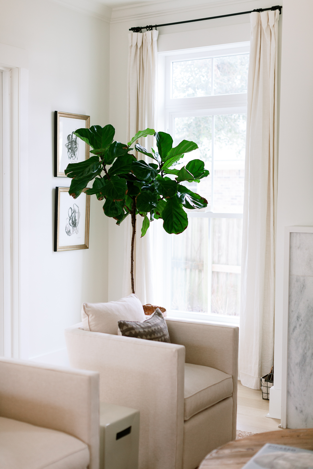 5 Houseplants we are Welcoming into Our Homes this Month