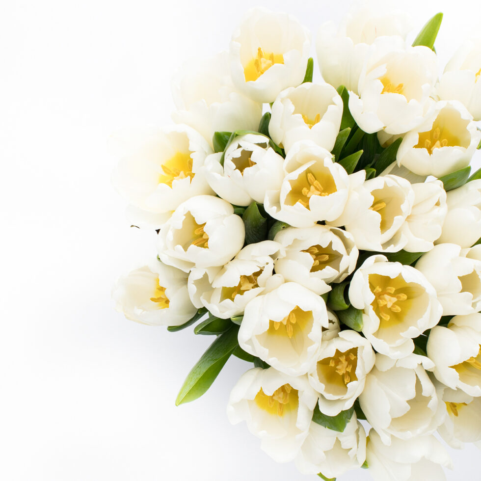 Tulips: The Springtime Muse