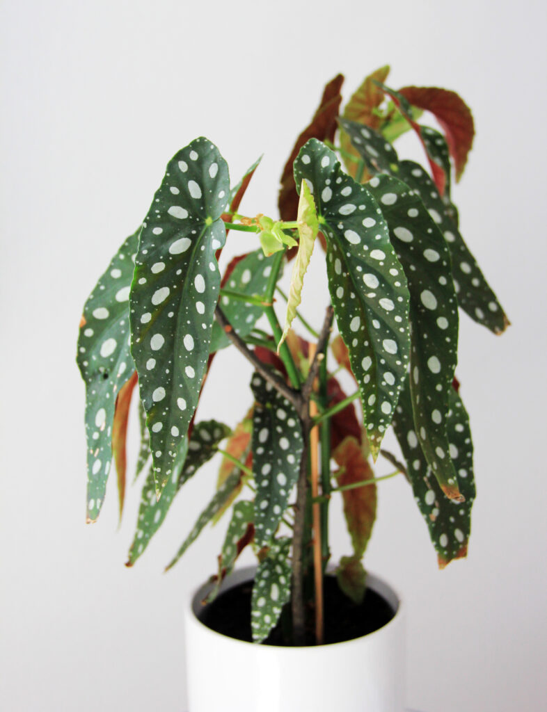 Begonia,Maculata - House plants