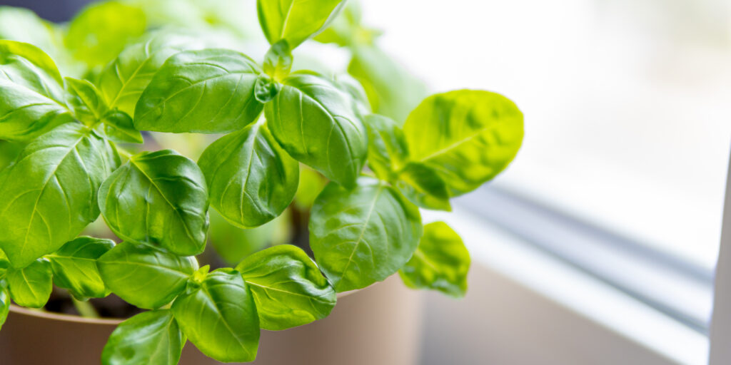 Easiest Herbs to Grow - Basil, Sweet Basil