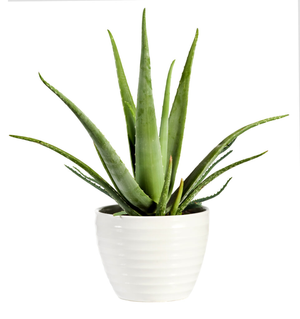 House plants to have - Aloe Vera