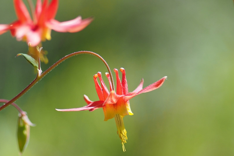wild columbine - pollinator-friendly plants