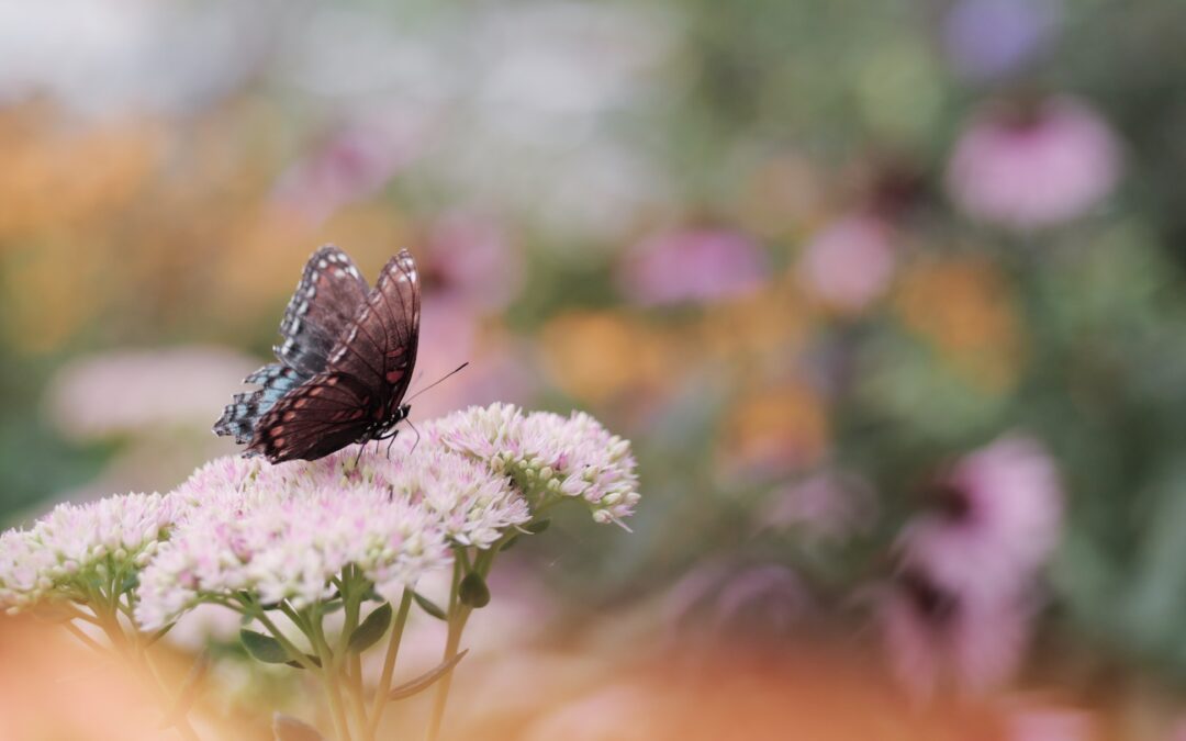 7 Plants for a Pollinator-Friendly Garden