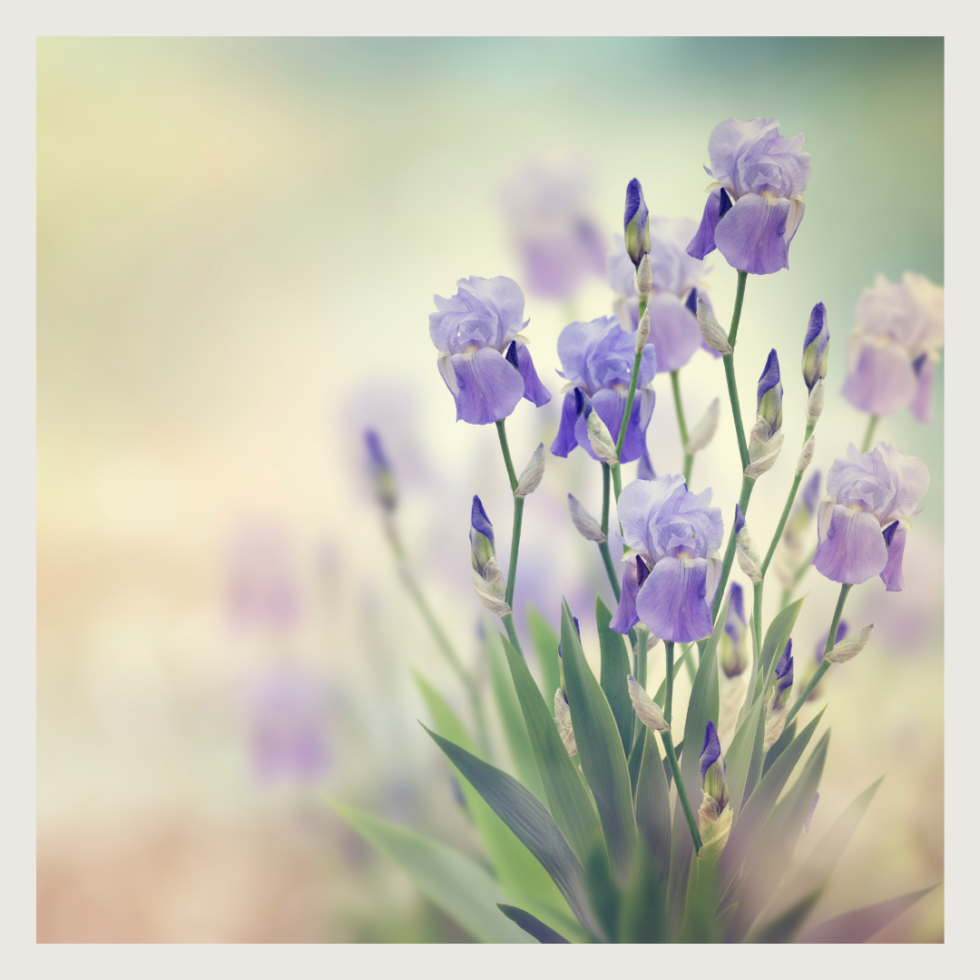 Pantone’s 2022 Color of the Year and Your Garden