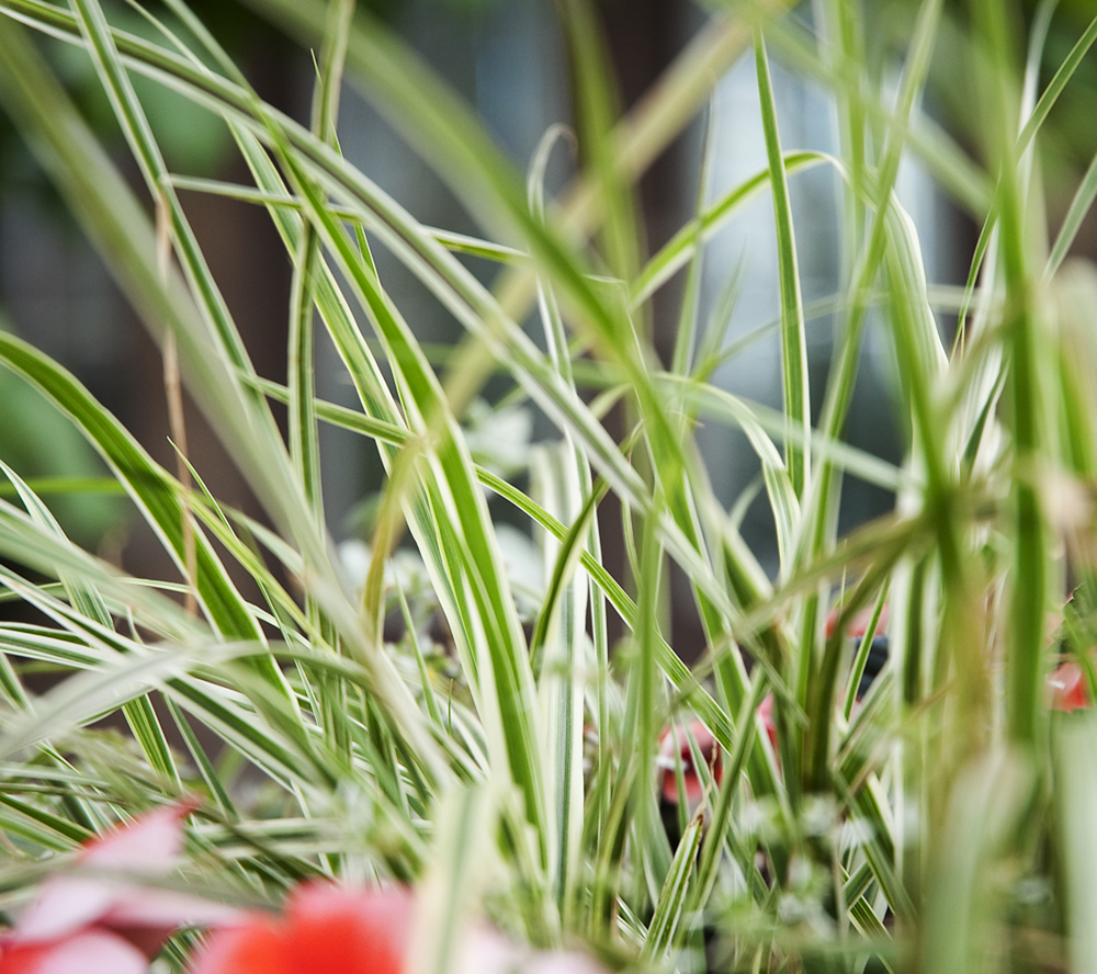 ornamental grasses - thrillers