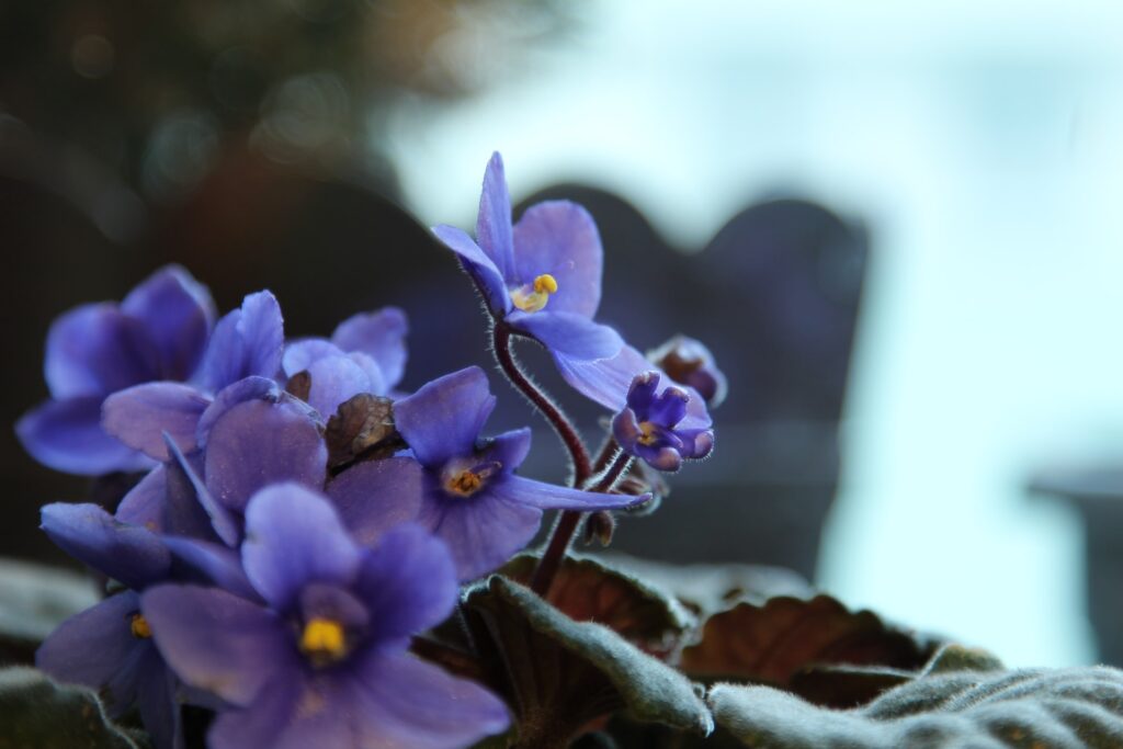 Pops of colour for your home = African Violet