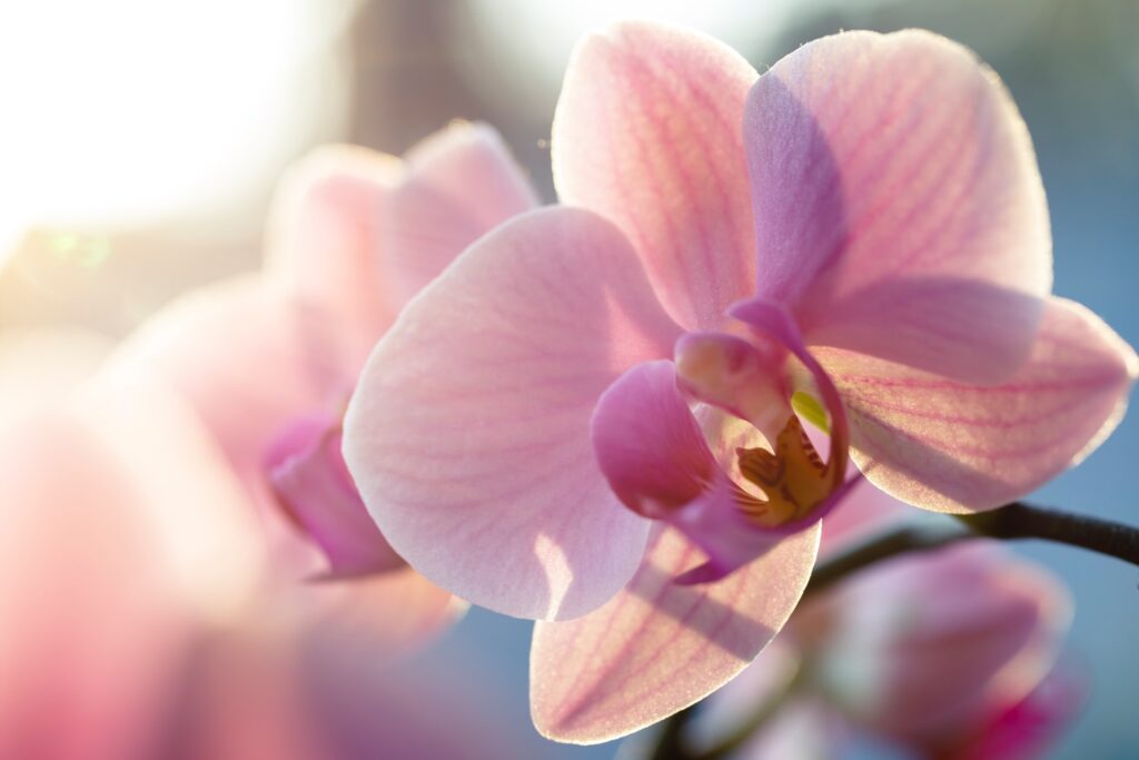Orchids - Pops of Colour for the home