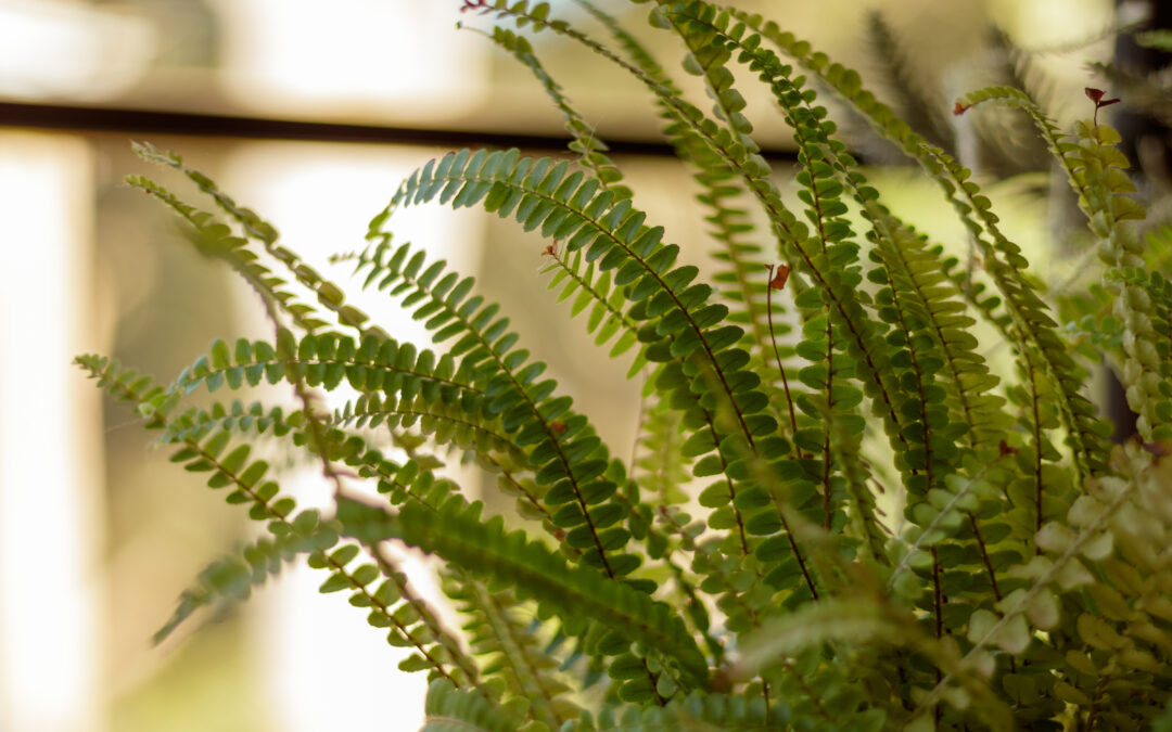 The Home in Full Flourish: Ferns