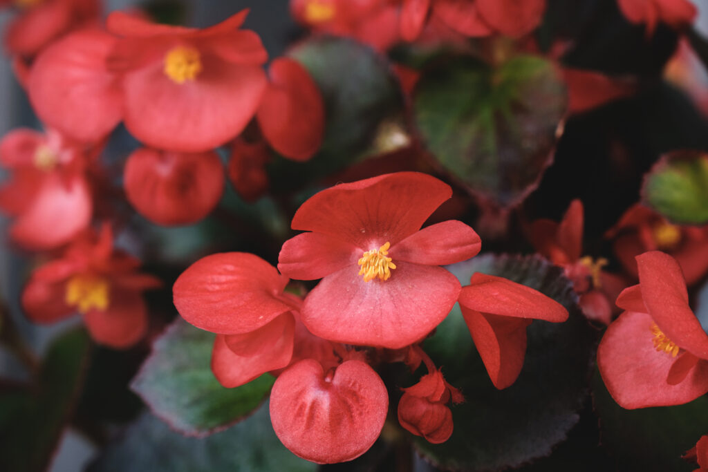 Wax Begonias - Bring Colour into your home