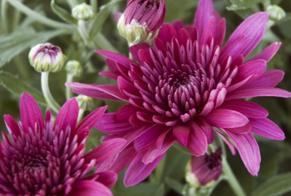 Queen of Fall Flowers: Chrysanthemum ‘Mums’