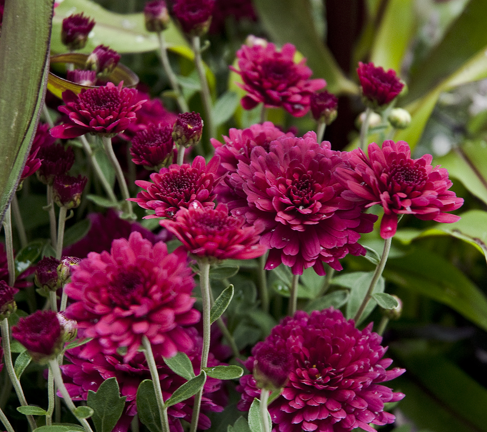 Chrysanthemums - For your Fall Container Gardens