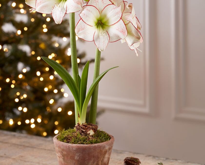 10 Holiday Botanicals For Your Home