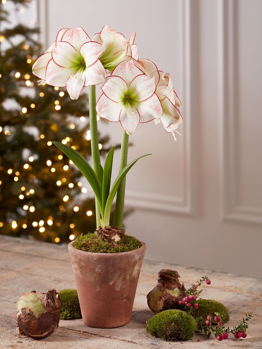 10 Holiday Botanicals For Your Home