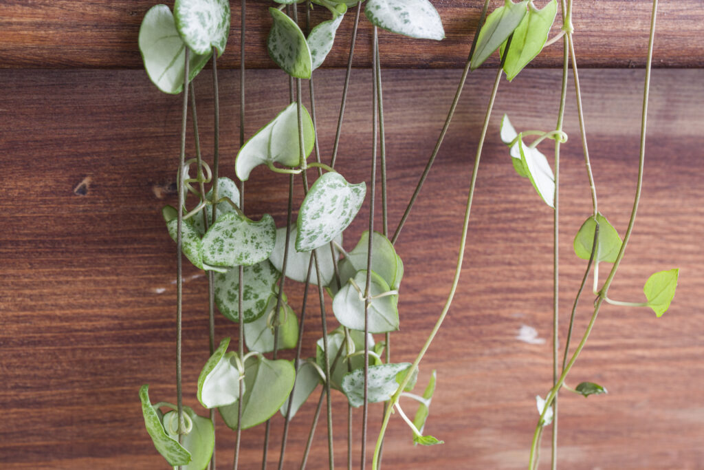 String of Hearts | Heart Shaped Plants | Emerson Wild 