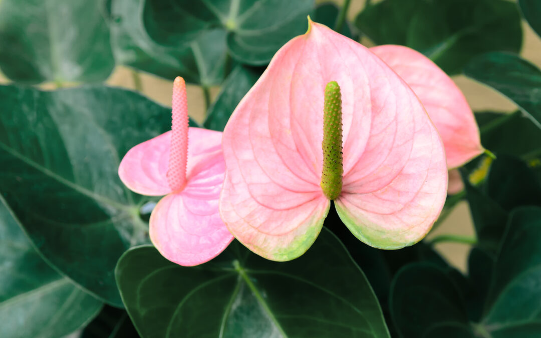 Heart Shaped Plants for the Month of Love