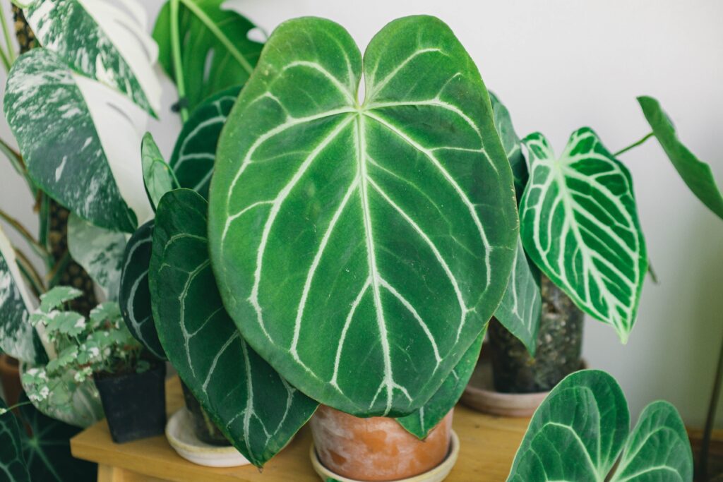 Velvet Goddess | Philodendron, Heart Shaped Plants | Emerson Wild 