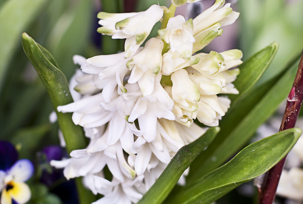 Creating a Spring Container Garden with Emerson Wild