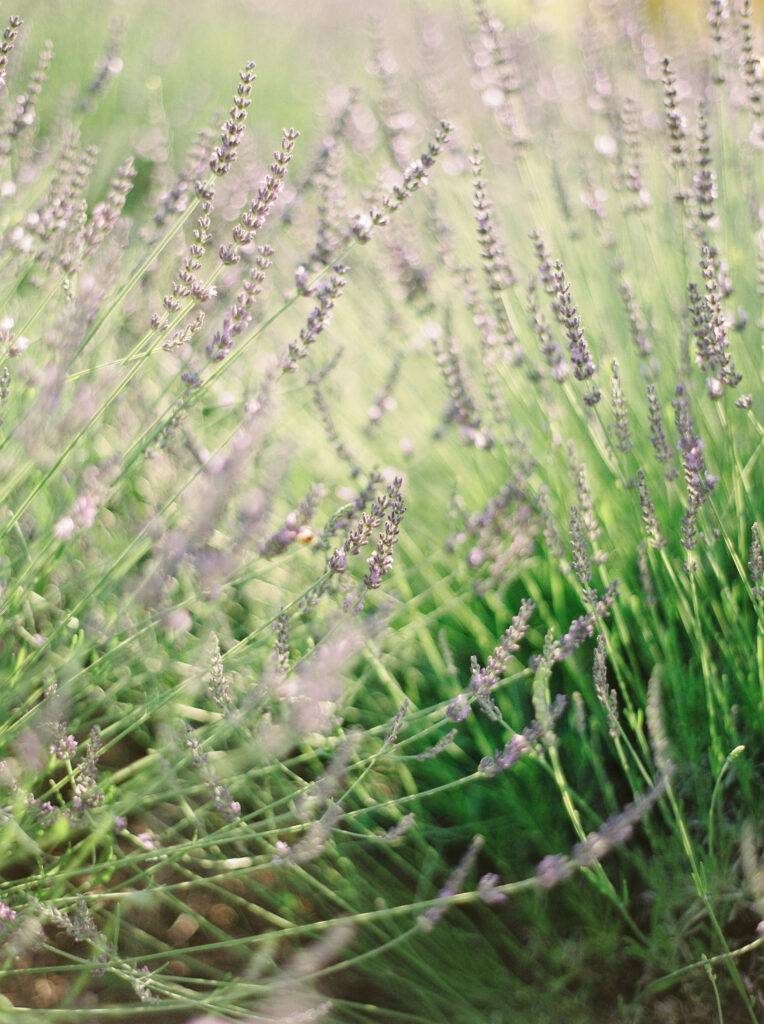 Lavender field | Creating Nostalgic Gardens | Emerson Wild 