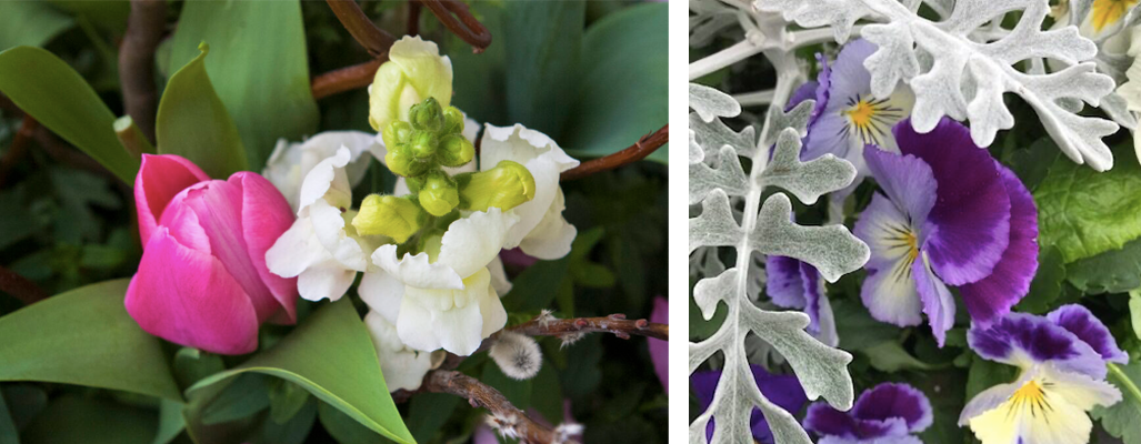 Emerson Wild | Spring container garden favourites, tulips, hyacinths, dusty miller & pansies.