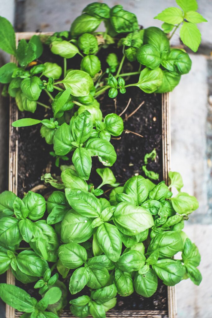 Herb Container Gardening - Harvesting Basil