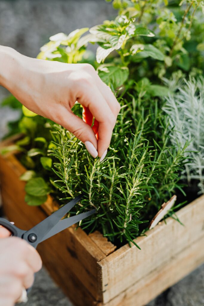 Herb Container Gardening - Combination Selection 