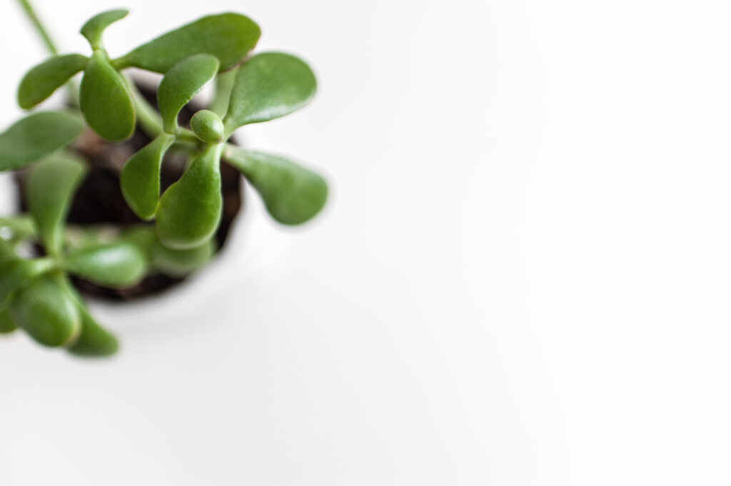 Jade Plant | Low-Maintenance Succulents | Emerson Wild