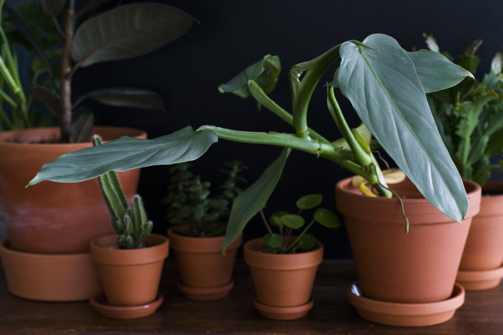 Vacation Care | Houseplants | Emerson Wild 