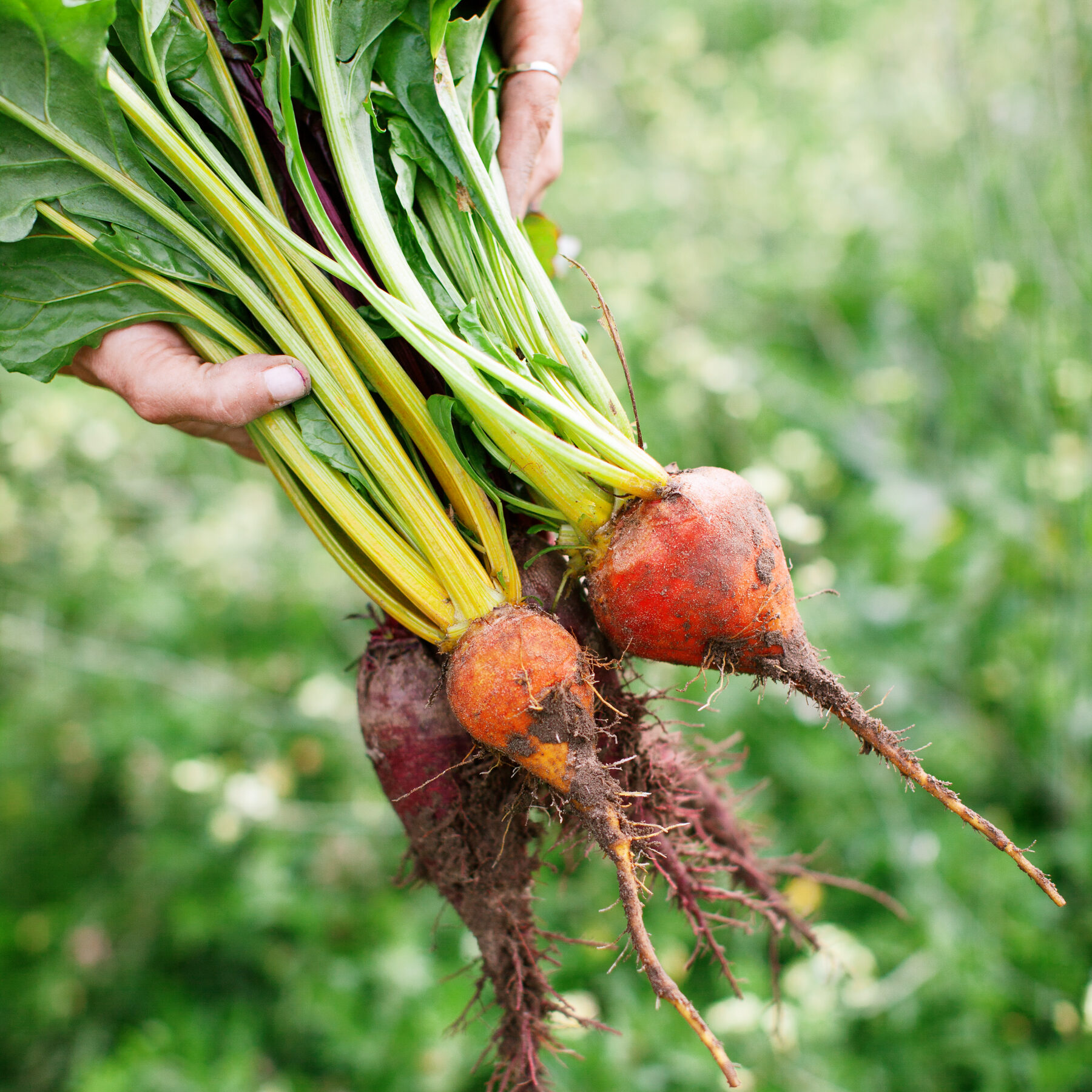 The End of Season Garden Checklist