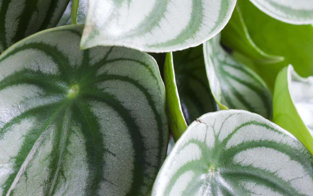 5 Office Houseplants to Boost Productivity