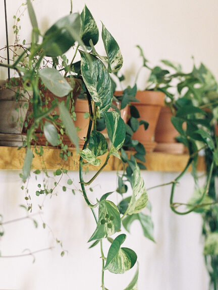 7 of our Favourite Kitchen Houseplants