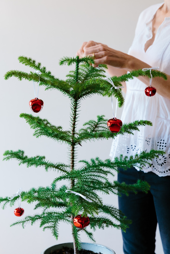 Indoor Potted Holiday Trees | Emerson Wild 