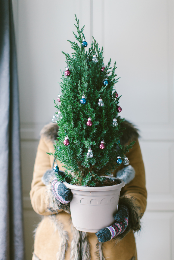4 Indoor Potted Holiday Trees