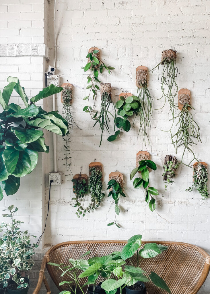 Plants for small spaces | Emerson Wild 