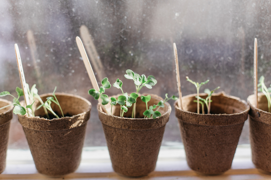 How to Successfully Start Seeds Indoors