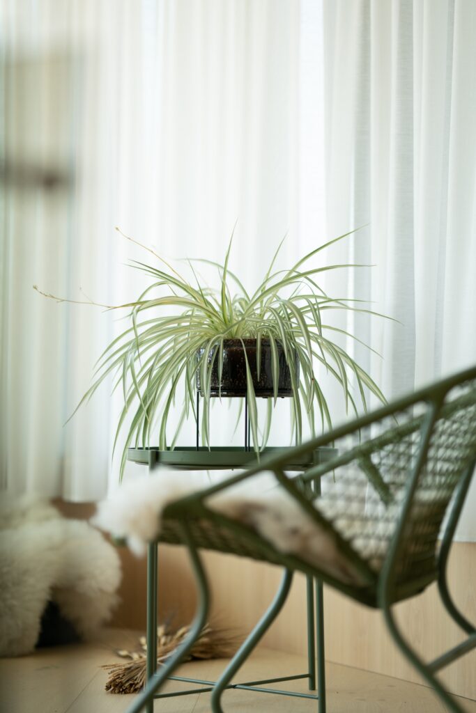 Spider Plant | Excellent for Small Spaces | Emerson Wild