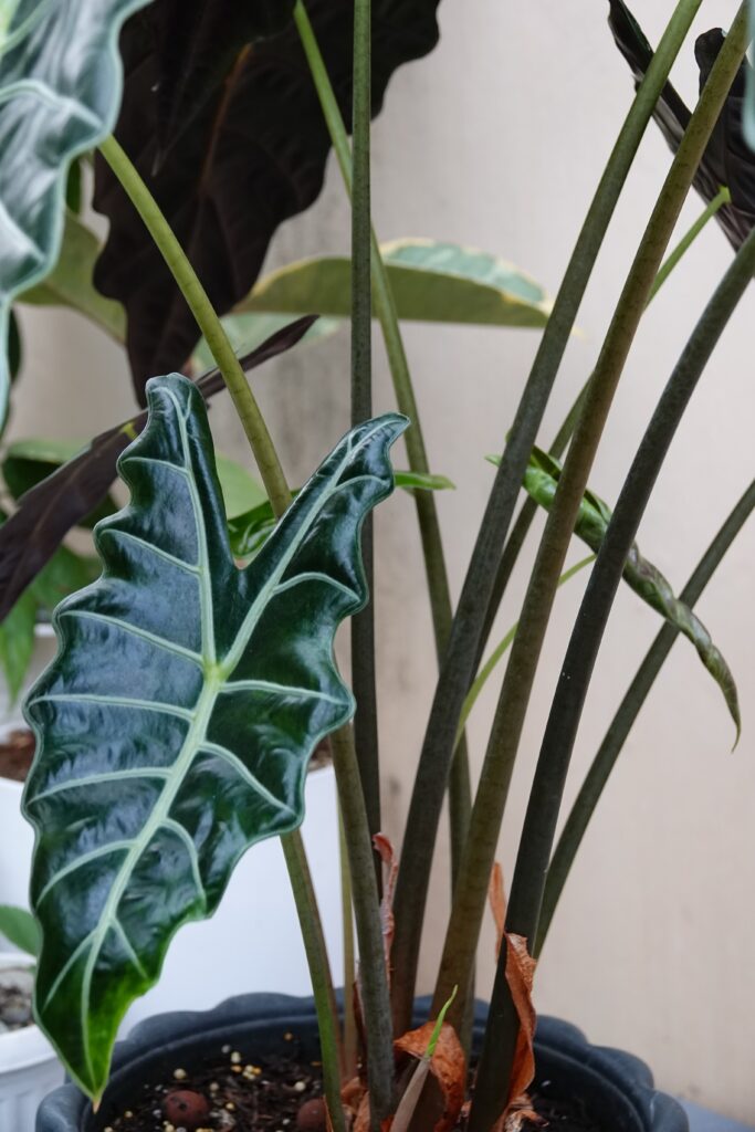 Large Houseplants for Big Statements | Emerson Wild
