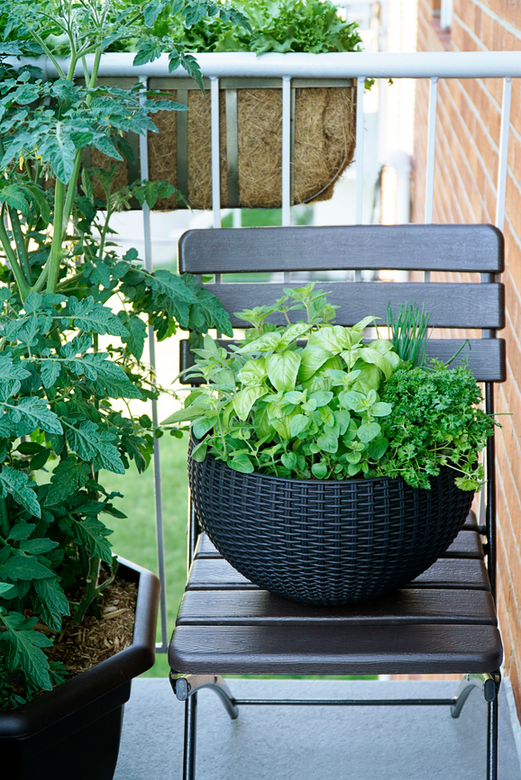 Growing Vegetables/Herbs in a Container Garden | Emerson Wild 