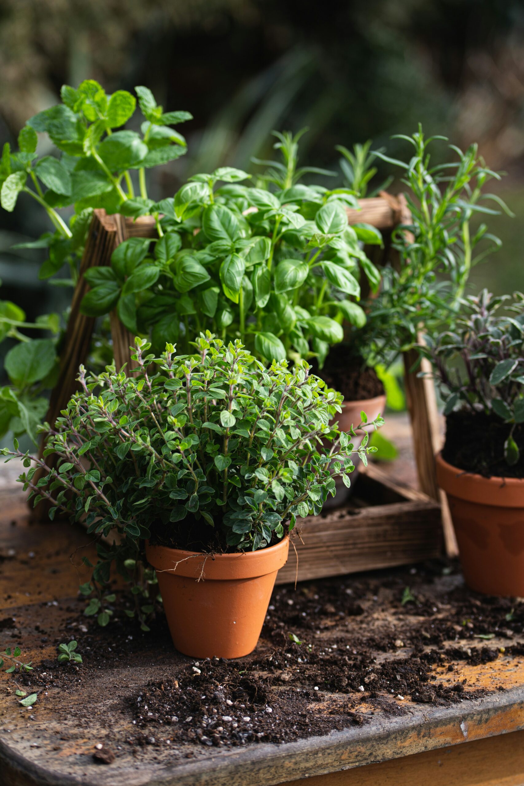 Container Gardening: Growing Fruits, Vegetables and Herbs
