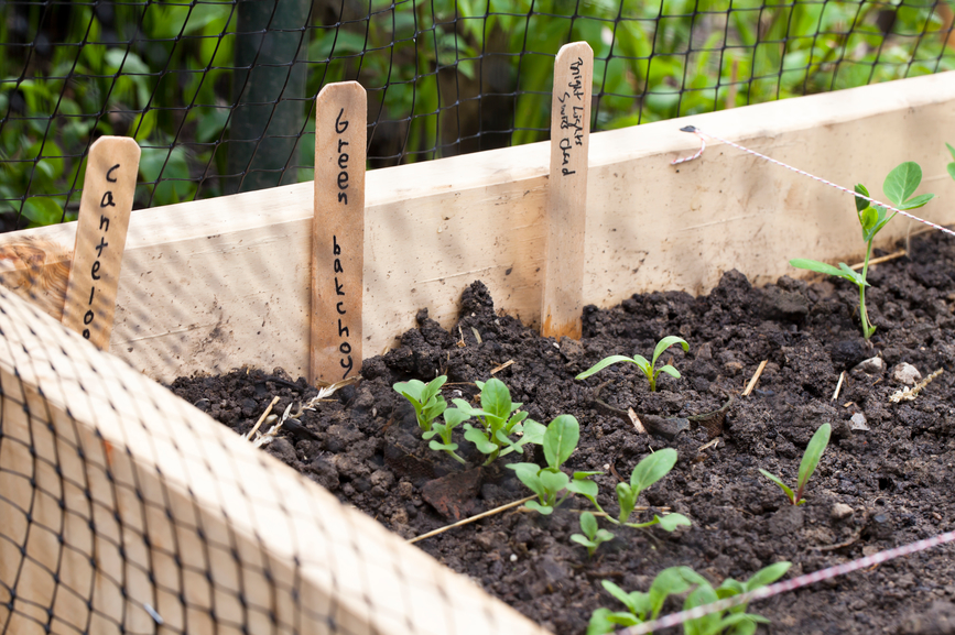 Raised Garden Beds: A Practical Guide