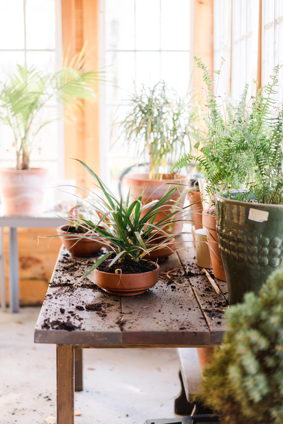Beyond the Basics: Houseplant Care and Common Issues