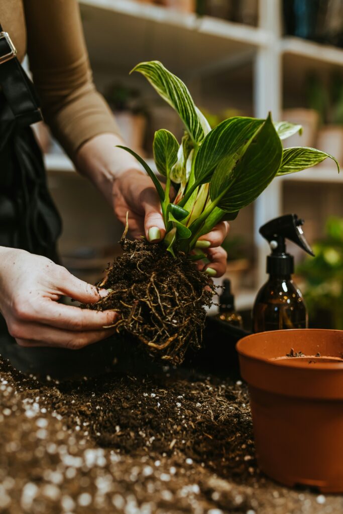 Dealing with Root Rot/Repotting | Emerson Wild 