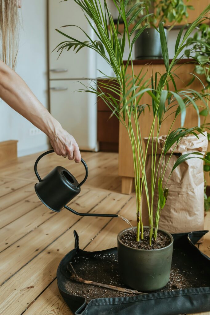 Identifying problems in houseplant care | Emerson Wild