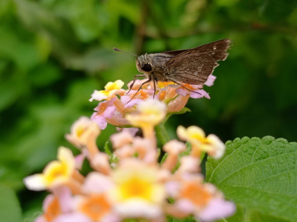 Attract butterflies to your container garden | Emerson Wild 