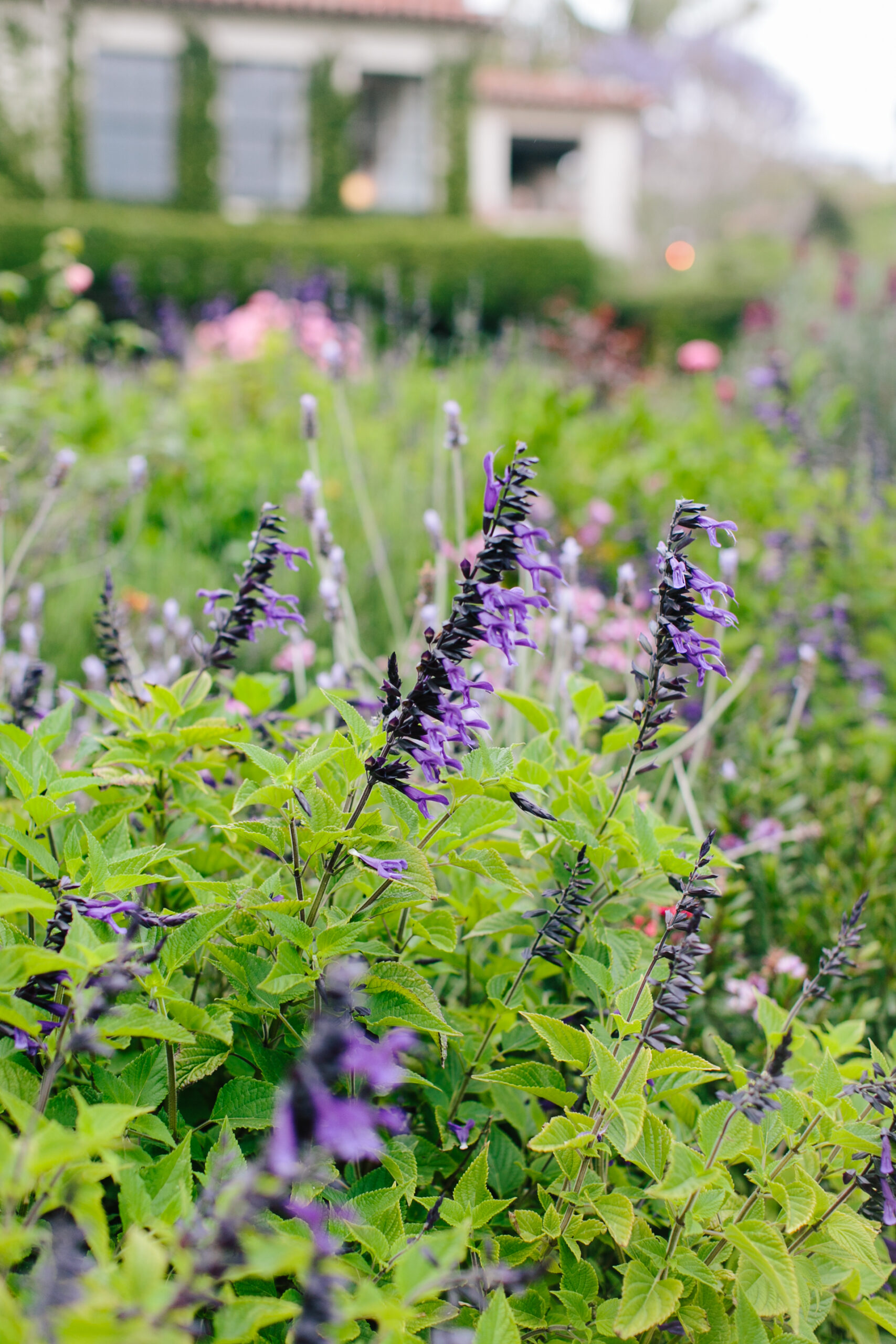 How to Create a Sensory Garden