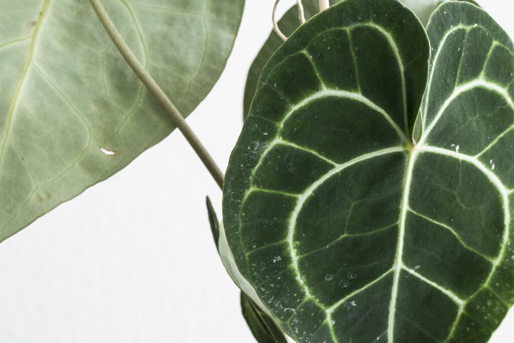 Styling with Anthurium Clarinervium | Emerson Wild 