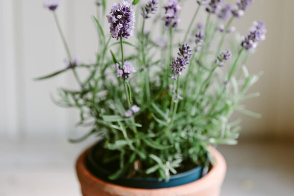 Styling with Lavender | Emerson Wild 