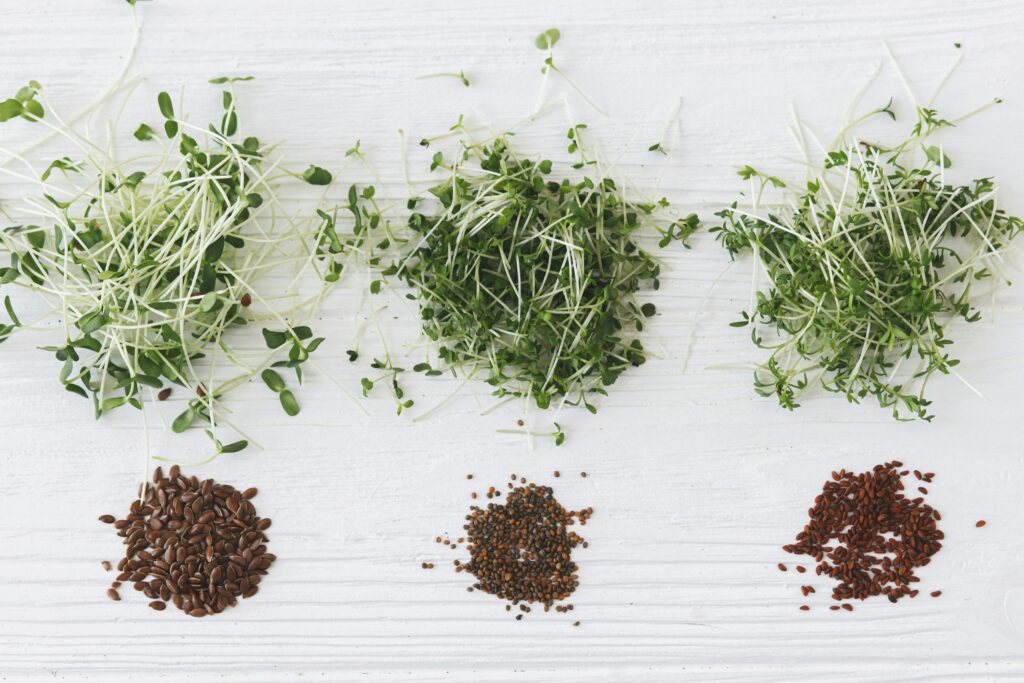 Emerson Wild | Growing Microgreens