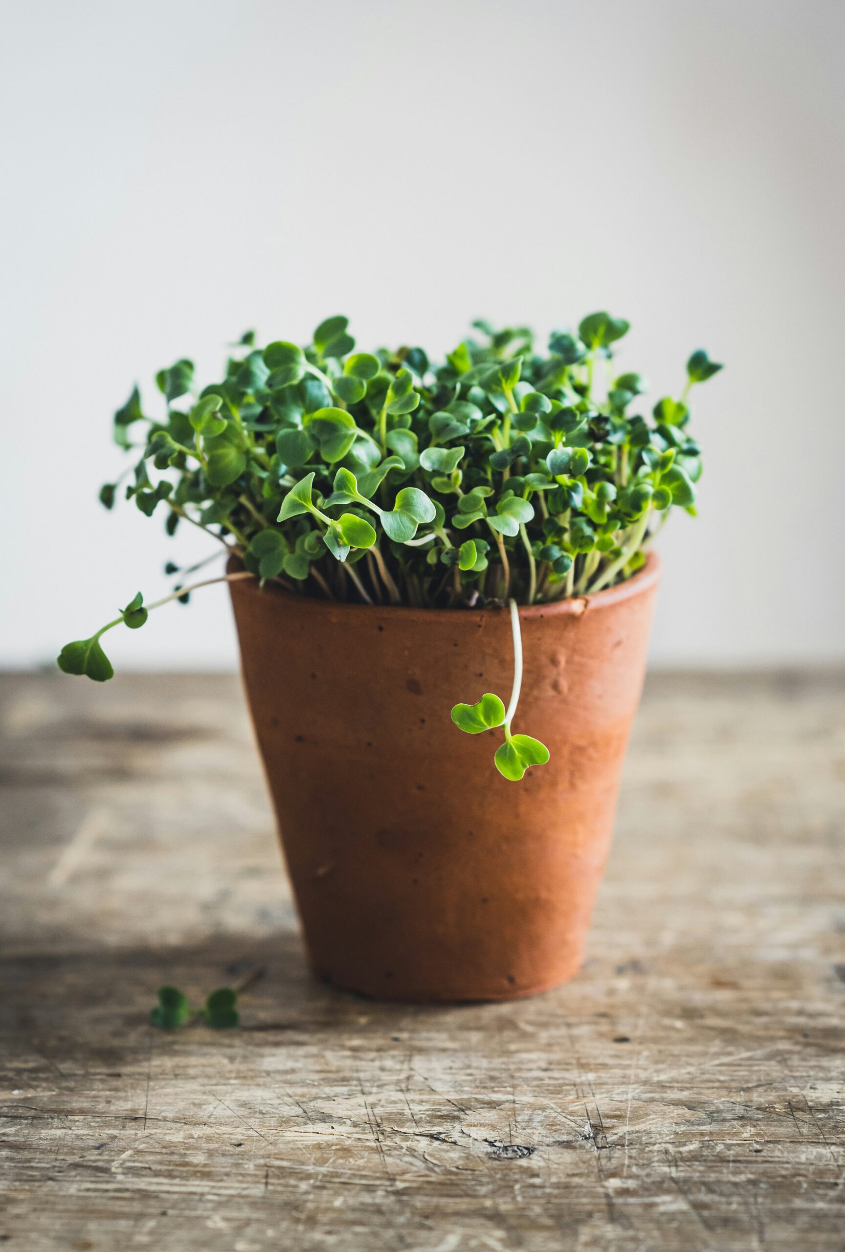 The Best Microgreens to Eat and Grow