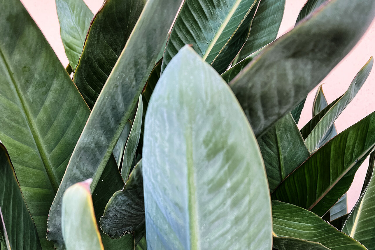 Styling with Houseplants | Emerson Wild